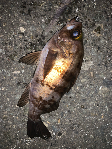 シロメバルの釣果