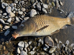 コイの釣果