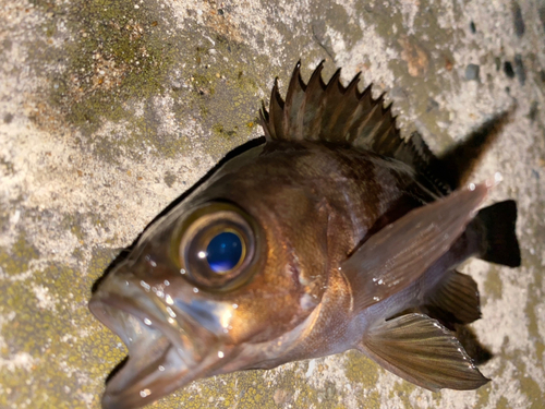 メバルの釣果