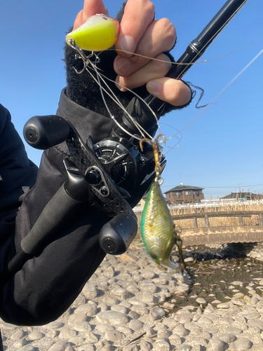 ブラックバスの釣果