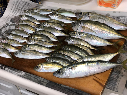 アジの釣果