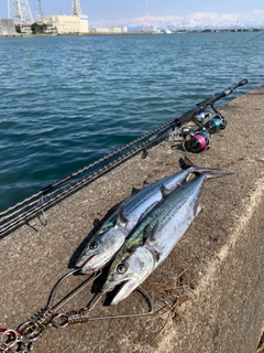 サゴシの釣果