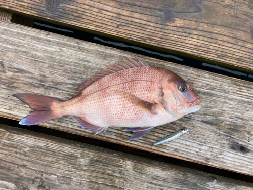 マダイの釣果