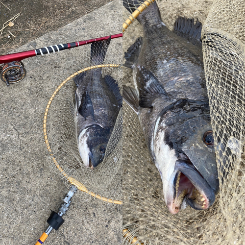 チヌの釣果