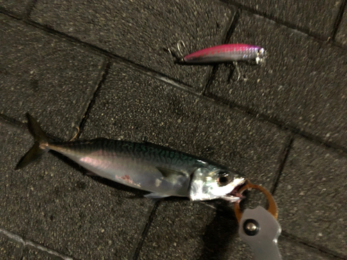 サバの釣果