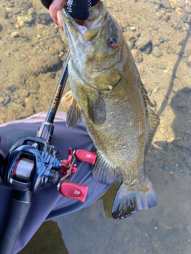 スモールマウスバスの釣果