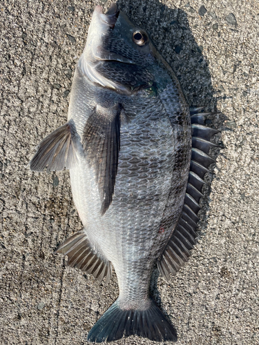 チヌの釣果