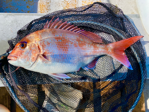 マダイの釣果