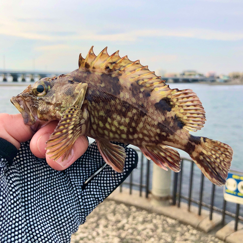 カサゴの釣果