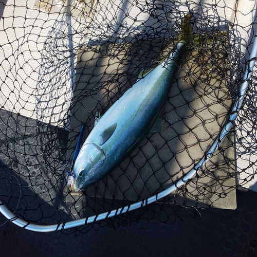 ブリの釣果