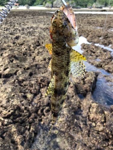 エソの釣果