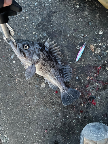 クロソイの釣果