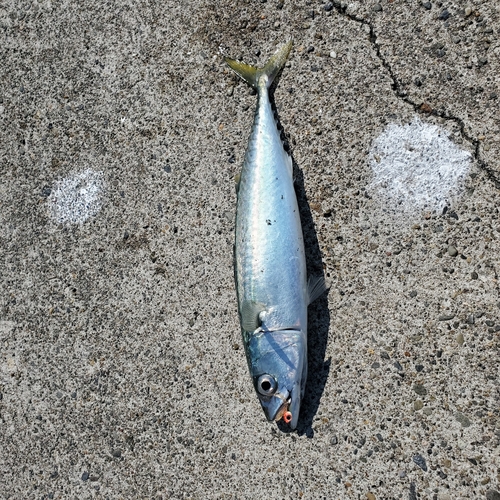 サバの釣果