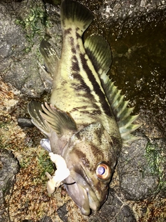シマソイの釣果