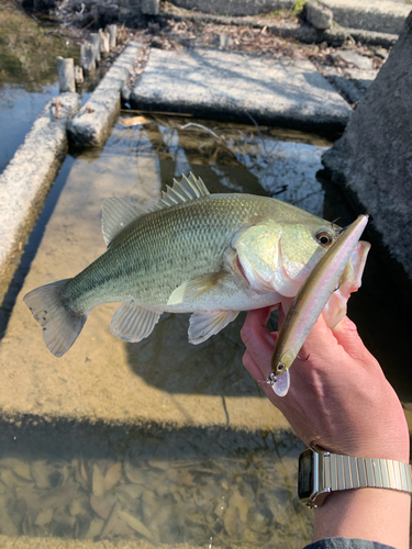 ブラックバスの釣果