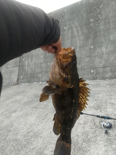 タケノコメバルの釣果