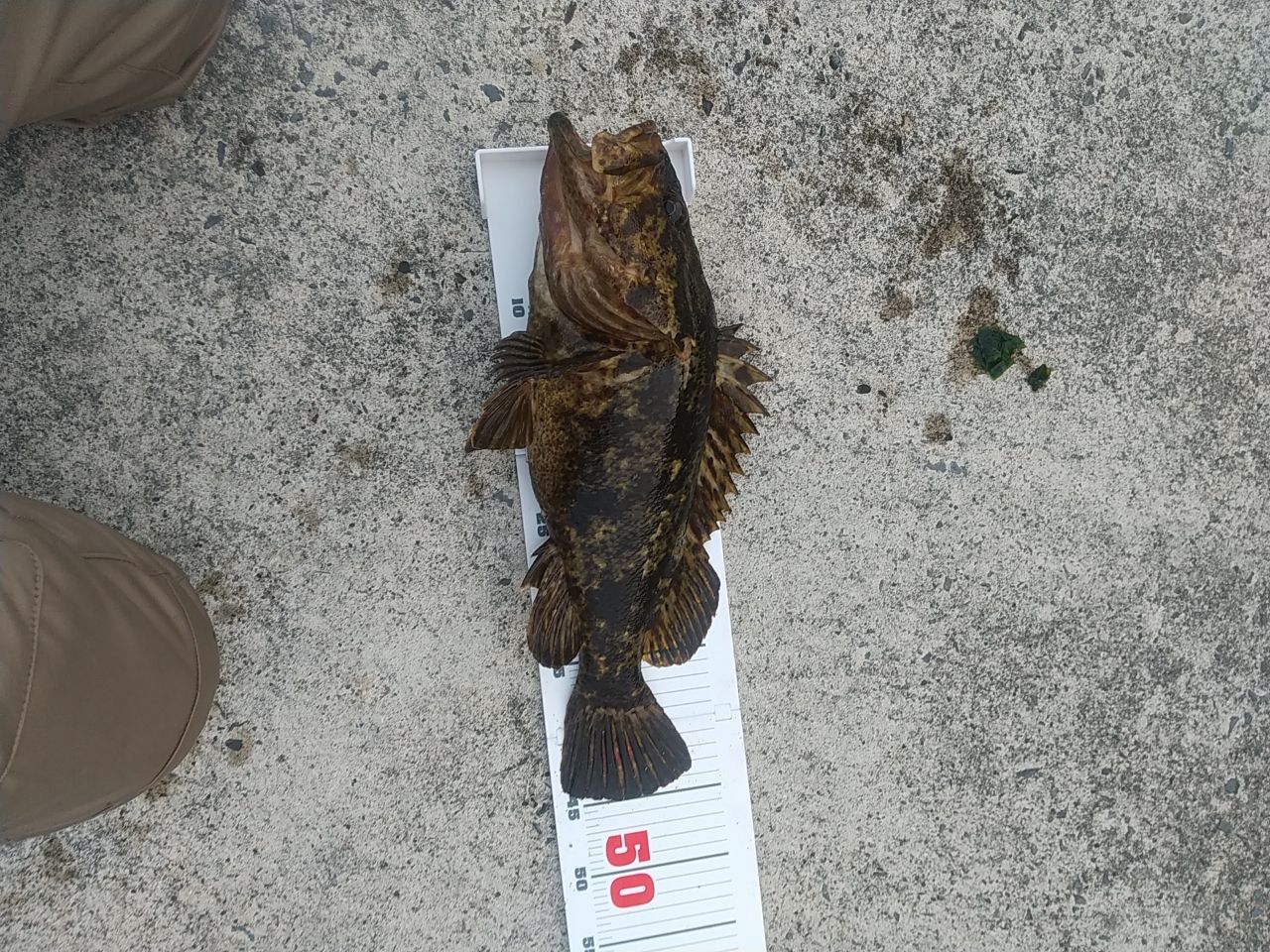 タケノコメバル