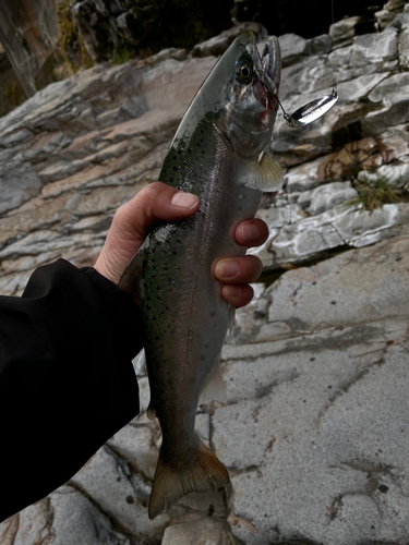 ヤマメの釣果