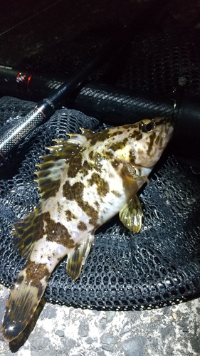 タケノコメバルの釣果