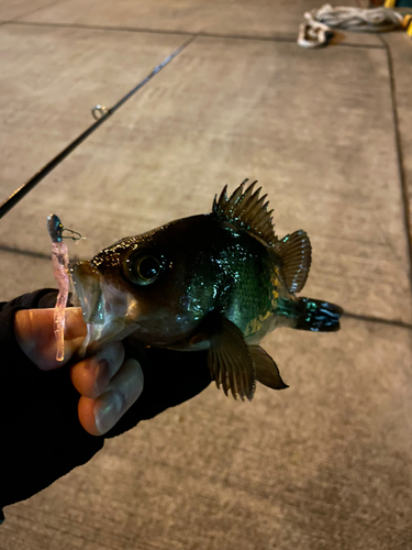 メバルの釣果