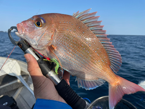 マダイの釣果