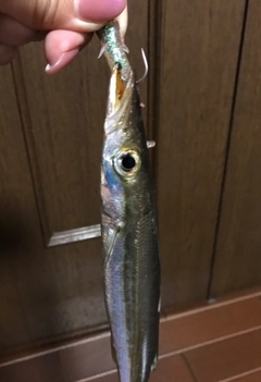 カマスの釣果