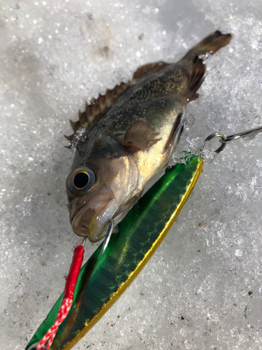 ホッケの釣果