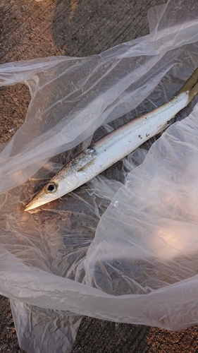 カマスの釣果