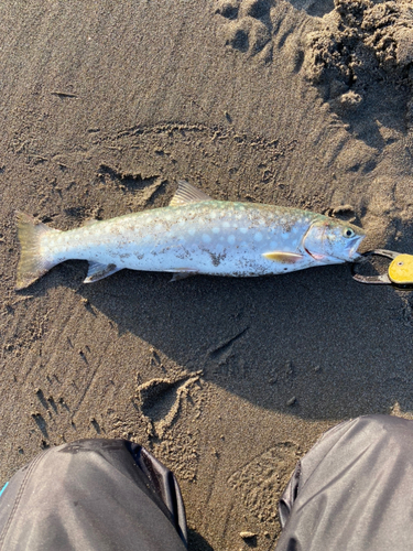 アメマスの釣果