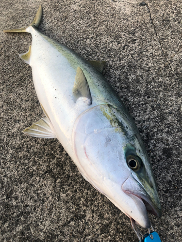 ブリの釣果