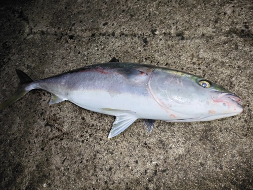 ブリの釣果