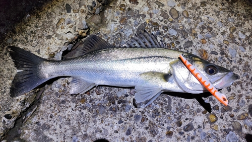 セイゴ（マルスズキ）の釣果