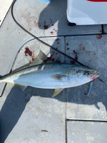 ブリの釣果