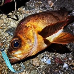 アカメバルの釣果