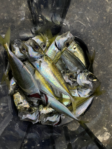 アジの釣果