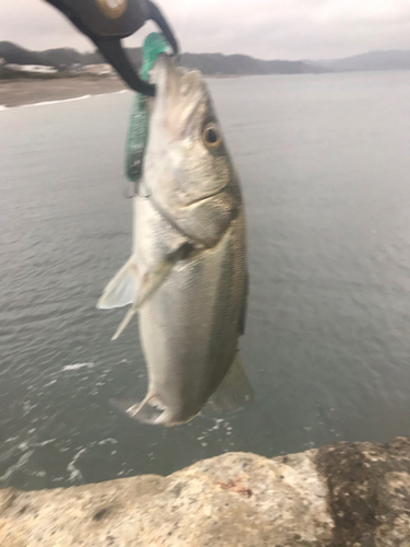 スズキの釣果