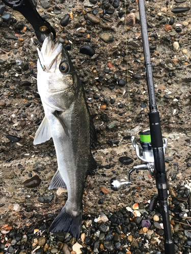 スズキの釣果