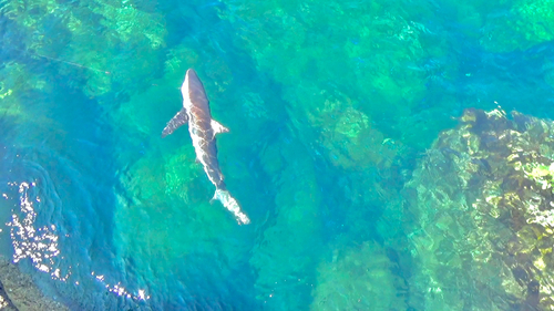 サメの釣果