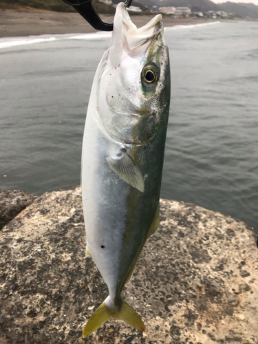 イナダの釣果