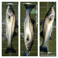 シーバスの釣果