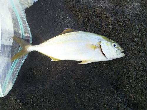 ショゴの釣果