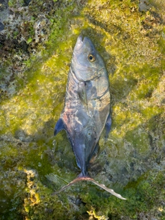 ナンヨウカイワリの釣果