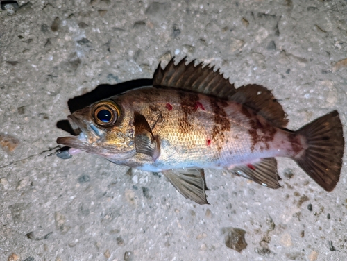 アカメバルの釣果