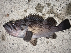 クロソイの釣果