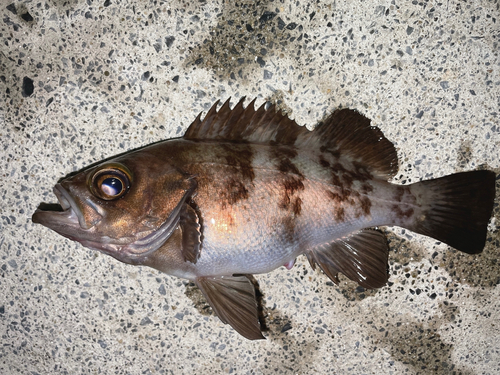 メバルの釣果