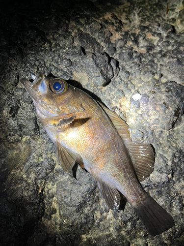 メバルの釣果