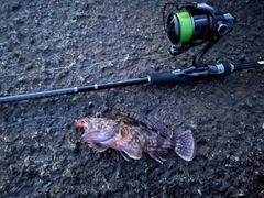 カサゴの釣果