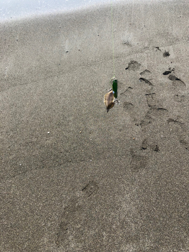 シタビラメの釣果