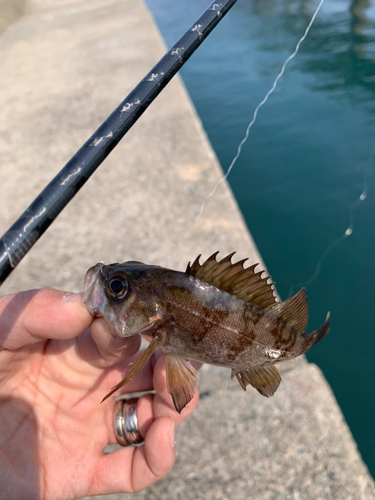 メバルの釣果