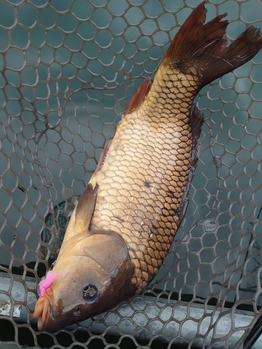 コイの釣果